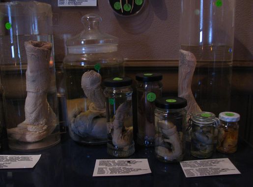 File:Iceland - Icelandic Phallological Museum - Húsavík - Penis - Road Trip  (4889996875).jpg - Wikimedia Commons