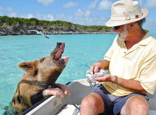 Free Images : vacation, island, attraction, caribbean, staniel cay,  swimming pig, exumas bahamas 3644x2440 - - 1348602 - Free stock photos -  PxHere