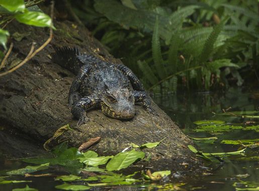 File:Dwarf Crocodile - Ankasa - Ghana 14 S4E1987 (16203819095).jpg -  Wikimedia Commons