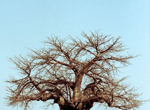 File:Baobab near the campsite, Ruaha National Park.jpg - Wikimedia Commons