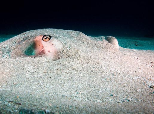 File:Southern Stingray Dasyatis Americana (227919279).jpeg - Wikimedia  Commons