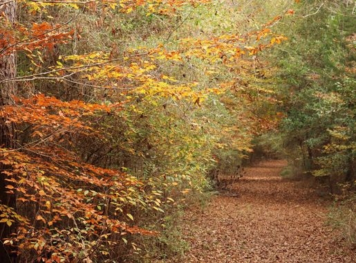 Big Thicket National Preserve Announces Fall 2024 Programming - Big Thicket  National Preserve (U.S. National Park Service)
