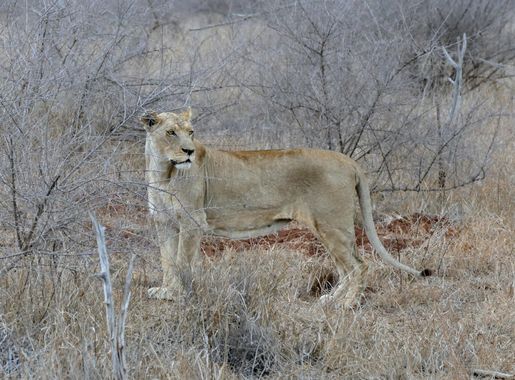 File:Lioness (Panthera leo) in the lions enclosure ... (31656589284).jpg -  Wikipedia