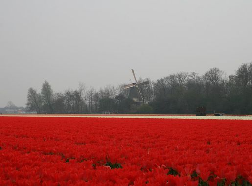 File:Moulin de Keukenhof.JPG - Wikimedia Commons