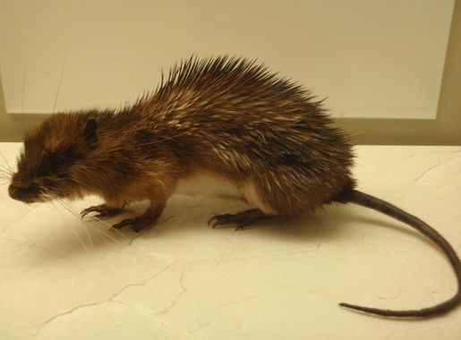 List of rodents - Wikipedia