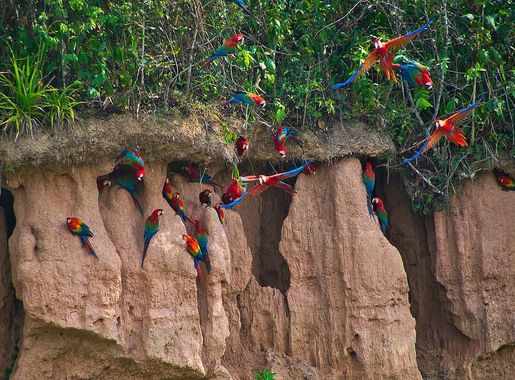 Archivo:The Mackaw Clay Lick Tambopata River (258135891).jpeg - Wikipedia,  la enciclopedia libre