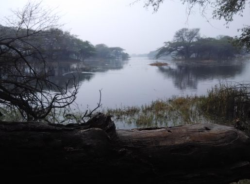 File:Sultanpur Bird Sanctuary, Gurgaon.jpg - Wikimedia Commons