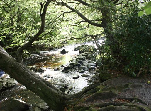 File:Tollymore Forest Park, September 2010 (16).JPG - Wikimedia Commons