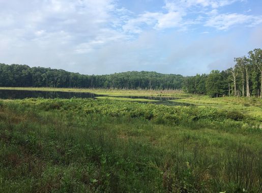 File:Holly Springs National Forest 2018 2.jpg - Wikimedia Commons