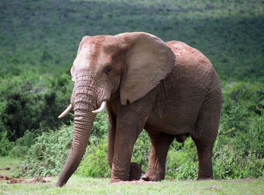 File:Elephant Addo.jpg - Wikipedia