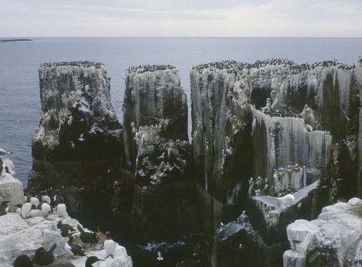 File:Farne Islands Pinnacles.jpg - Wikimedia Commons