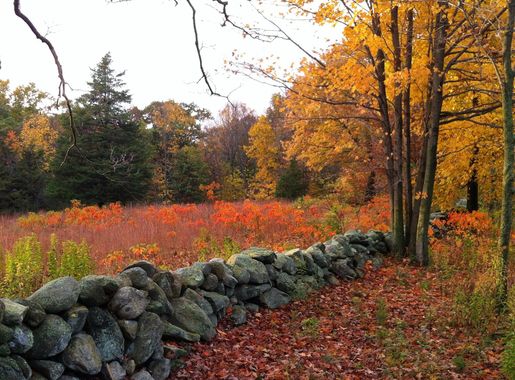 File:A stone wall in fall. Photograph. 2014.  (8cfda533-3f39-413d-9ceb-bd981f5227d8).JPG - Wikimedia Commons