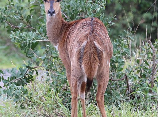 File:Nyala in Hluhluwe–Imfolozi Park 01.jpg - Wikimedia Commons