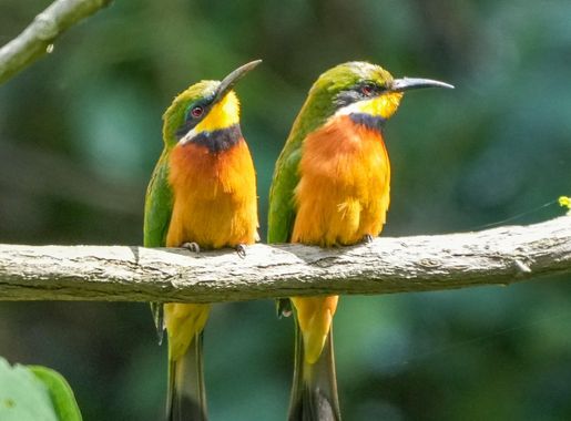 Fișier:062 Blue-breasted bee-eaters at Bwindi Impenetrable Forest National  Park Photo by Giles Laurent.jpg - Wikipedia