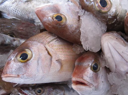 Banco de imagens : Comida, pescaria, frutos do mar, saudável, mercado de  Peixe, legal, Anchova, bacalhau, peixe fresco, biologia Marinha, Vermelho,  seabream 4320x3240 - - 648933 - Imagens Gratuitas - PxHere
