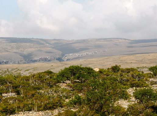 File:Socotra -Dixam00.JPG - Wikipedia