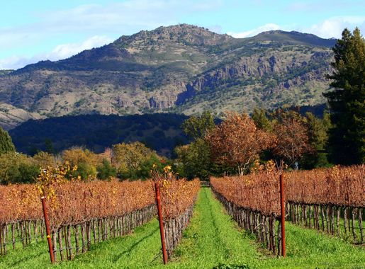 File:Autumn in Napa Valley vineyards.jpg - Wikimedia Commons