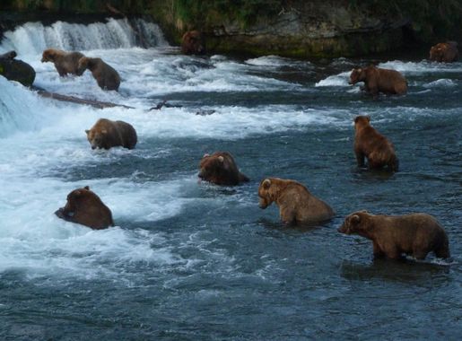 File:Many bears at Brooks Falls (NPS-M. Fitz) (16335653037).jpg - Wikimedia  Commons