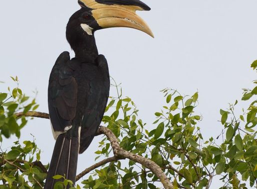 Eʼelyaaígíí:Anthracoceros coronatus -Yala National Park, Sri Lanka-8.jpg -  Wikiibíídiiya