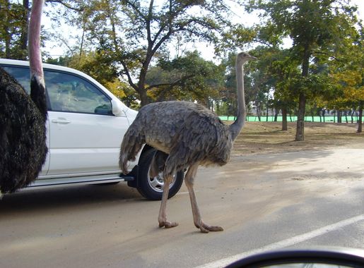 File:PikiWiki Israel 5111 ostrich in ramat gan safari.jpg - Wikimedia  Commons