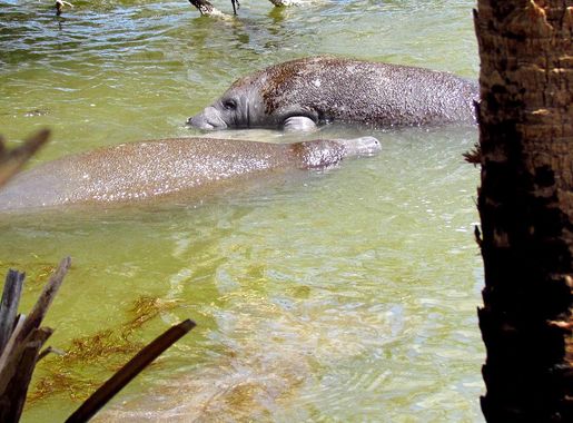 File:Manatees at Haulover Canal.jpg - Wikimedia Commons