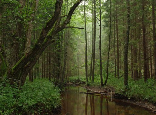 Nature reserve - Wikipedia