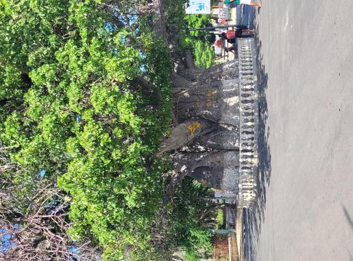 Fichier:Baobab bord de la mer.jpg — Wikipédia