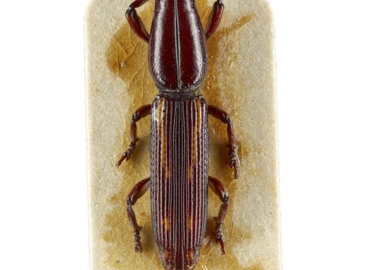Dosya:MA I291927 TePapa Allodapinus-longithorax full.jpg - Vikipedi