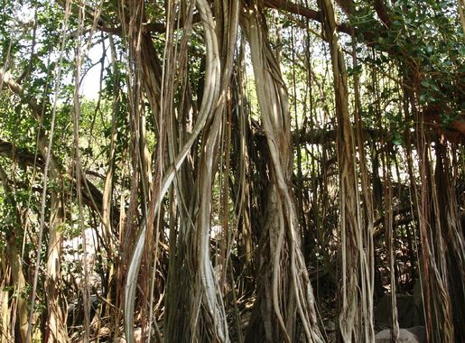 File:Ile Aride - Arbre (2).JPG - Wikimedia Commons