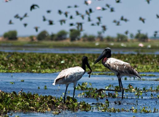 File:Jabiru - Garzón Soldado (Jabiru mycteria) (8576613973).jpg - Wikimedia  Commons