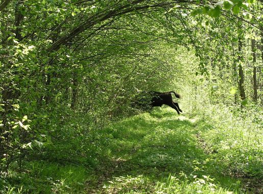 File:Bison live in Bialowieza forest 2.jpg - Wikimedia Commons