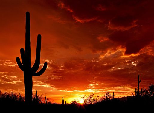 File:Saguaro Sunset.jpg - Wikipedia