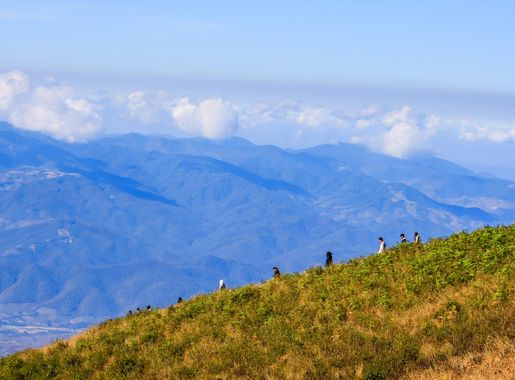 ไฟล์:1006 Kew Mae Pan Nature Trail - Doi Inthanon National Park, Chiang  Mai, Thailand.jpg - วิกิพีเดีย