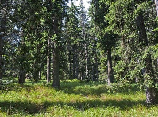 Datei:Bayerischer Wald - Falkenstein 001.jpg – Wikipedia