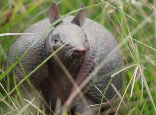 File:Southern long-nosed armadillo.jpg - Wikimedia Commons