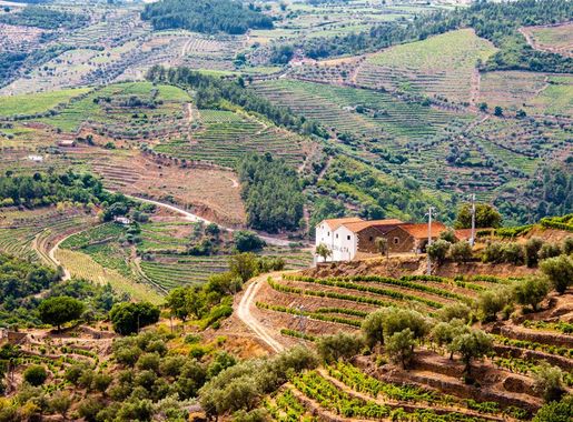 File:The Douro Valley vineyards terraced.jpg - Wikimedia Commons