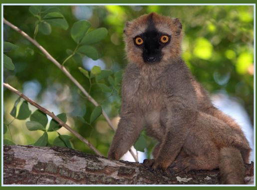 File:Brown Lemur in Berenty.jpg - Wikimedia Commons