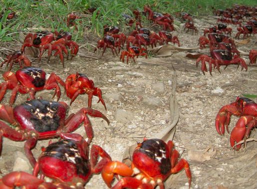 File:Christmas Island Crabs on annual migration.JPG - Wikimedia Commons