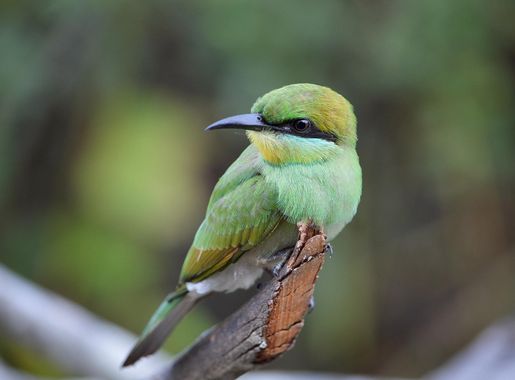 File:Bee eater on a dry branch in Wilpattu national park, Sri Lanka.jpg -  Wikimedia Commons