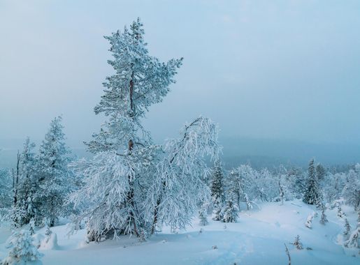 File:Wintry forest on north side of Lommoltunturi in Pallas-Yllästunturi  National Park, Lapland, Finland, 2019 January.jpg - Wikimedia Commons