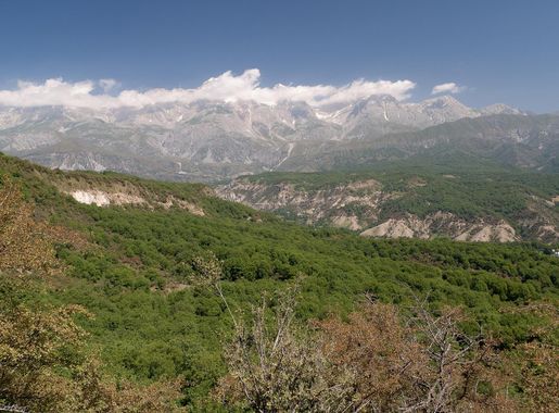File:Walnut forest Arslanbob.jpg - Wikimedia Commons