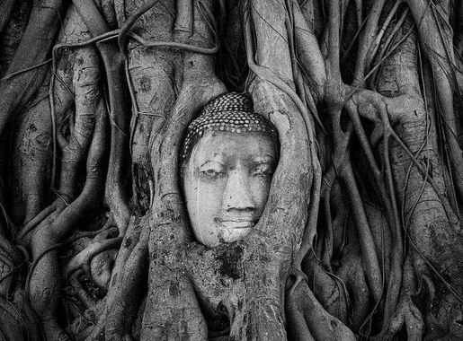 File:Buddha Head in Tree Roots, Wat Mahathat, Ayutthaya.jpg - Wikimedia  Commons