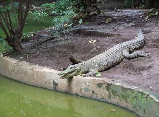File:Buaya Muara Bandung Zoo 2.JPG - Wikimedia Commons
