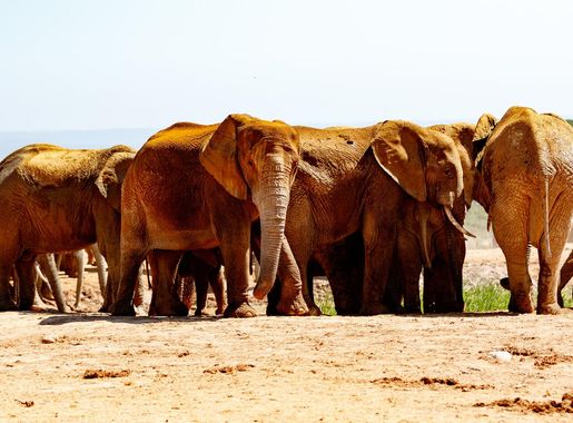 File:Elephant Herd (139026597).jpeg - Wikimedia Commons