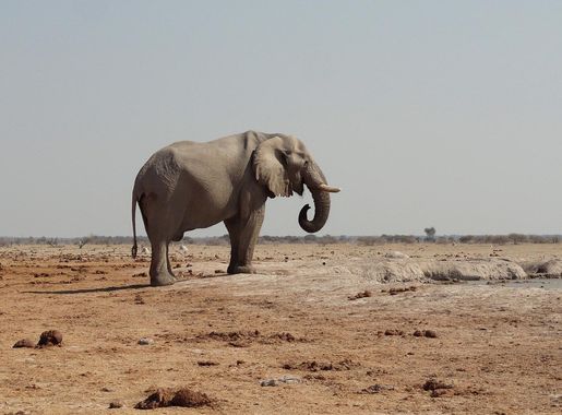 File:Nxai Pan National Park (48593323212).jpg - Wikimedia Commons