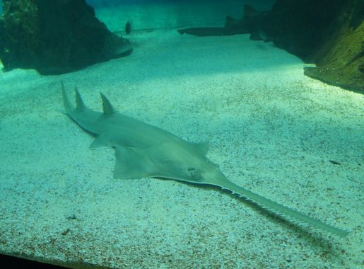 File:Shark Aquarium Genoa 02.JPG - Wikimedia Commons