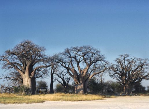 File:Botswana Nxai Pan NP Baynes Baobabs.jpg - Wikipedia