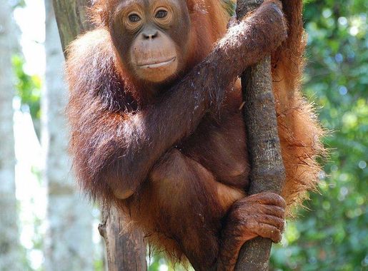 Forest Indonesia Images | Free Photos, PNG Stickers, Wallpapers &  Backgrounds - rawpixel