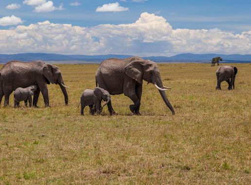 File:African elephants in Maasai Mara National Reserve - Kenya.jpg -  Wikimedia Commons