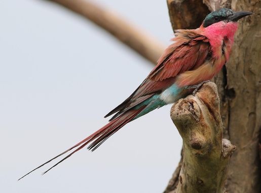 File:Southern carmine bee-eater, Merops nubicoides, Savuti marsh, Chobe  National Park, Botswana (32421989116).jpg - Wikimedia Commons
